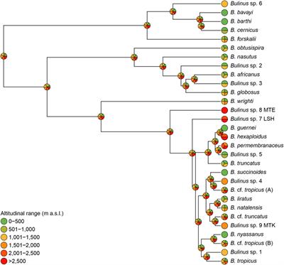 Evolution and Biogeography of Freshwater Snails of the Genus Bulinus (Gastropoda) in Afromontane Extreme Environments